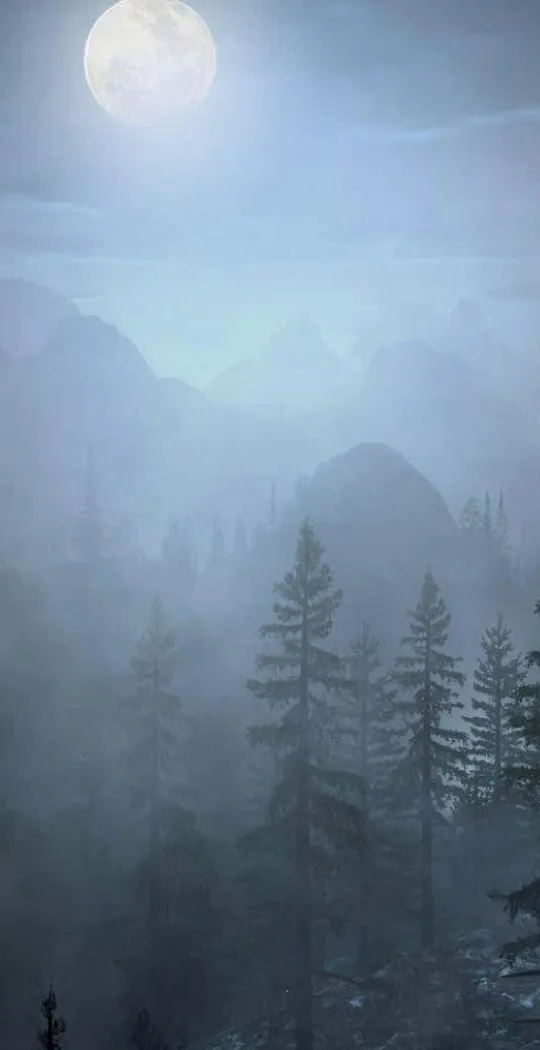 Beautiful Night Forest